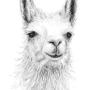llama.png