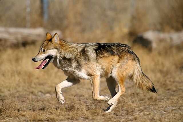 640px-mexican_wolf_2_yfb-edit_1.jpg