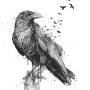 crows.jpg